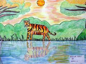 Tiger-The National Animal