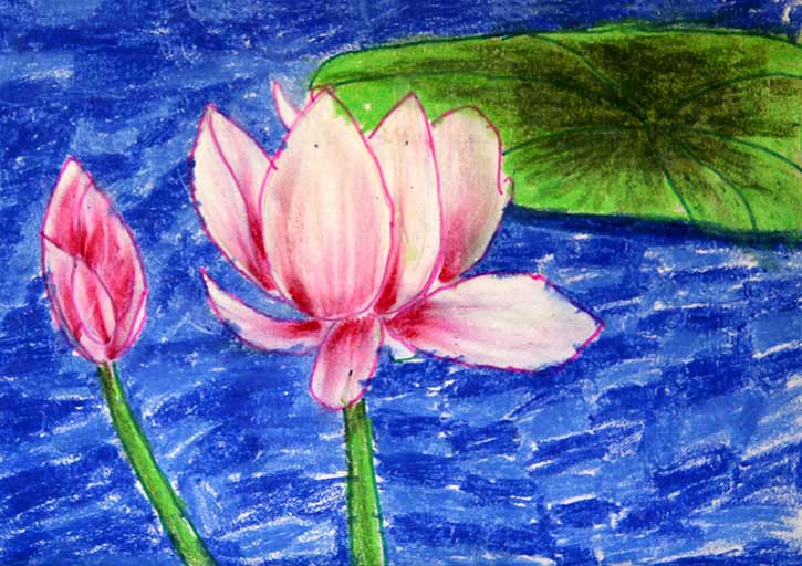 Lotus-The National Flower