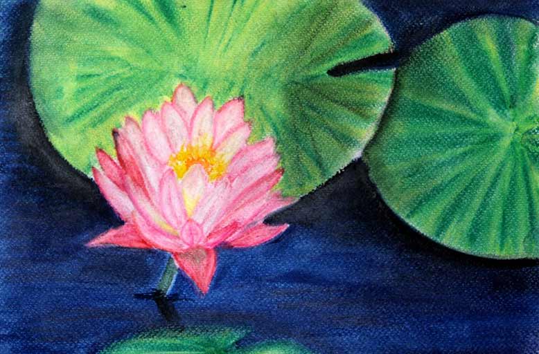 Lotus-The National Flower