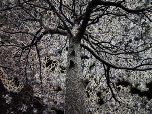 Interdependence Accumulation of Nature