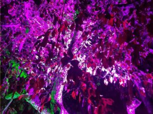 Nature Painted in Neon Dreams