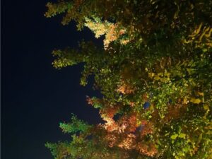 Nature Painted in Neon Dreams