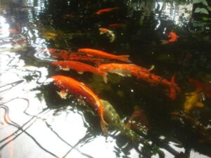 Splash of Colors Beneath the Waves