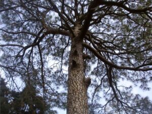 Branches Sketching Poetry Against the Sky
